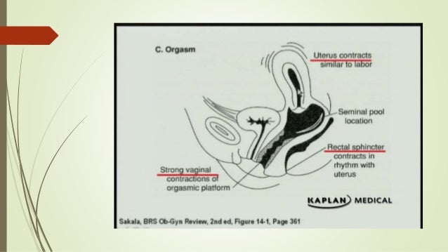 human intercourse physiology sexual Human intercourse physiology sexual
